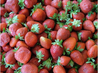 Fraises BIO