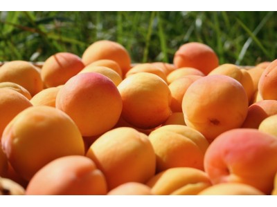 Abricots BIO