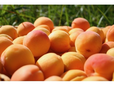 Abricots Prestige
